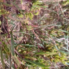 Dodonaea viscosa at Fraser, ACT - 21 Mar 2022