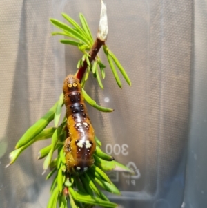 Oenochroma vinaria at Coombs, ACT - 22 Mar 2022