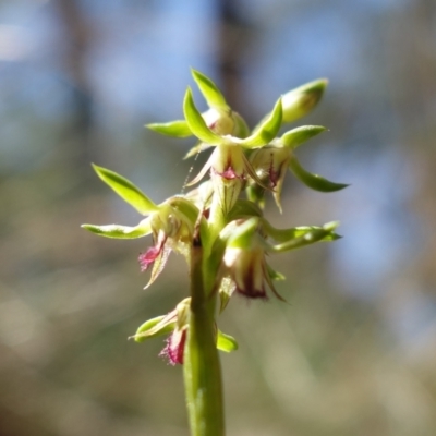 Corunastylis cornuta (Horned Midge Orchid) at Black Mountain - 22 Mar 2022 by RobG1
