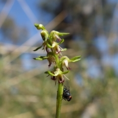 Corunastylis cornuta at Point 5515 - 22 Mar 2022