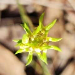 Corunastylis cornuta at Point 5515 - 22 Mar 2022