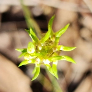 Corunastylis cornuta at Point 5515 - 22 Mar 2022