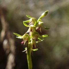 Corunastylis cornuta at Point 5515 - suppressed