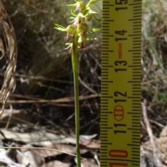 Corunastylis cornuta at Point 5515 - 22 Mar 2022