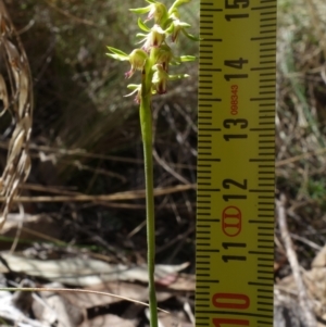 Corunastylis cornuta at Point 5515 - suppressed