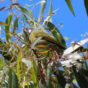 Nesoptilotis leucotis at Jerrabomberra, NSW - 21 Mar 2022