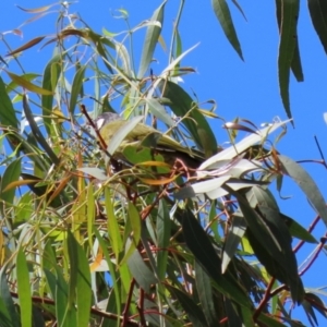 Nesoptilotis leucotis at Jerrabomberra, NSW - 21 Mar 2022