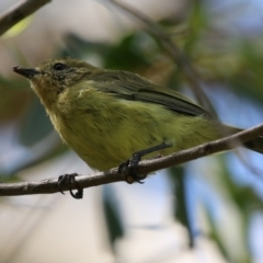 Acanthiza nana (Yellow Thornbill) at Jerrabomberra Creek - 21 Mar 2022 by RodDeb