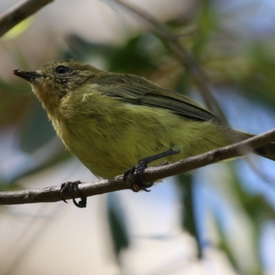 Acanthiza nana (Yellow Thornbill) at Jerrabomberra, NSW - 21 Mar 2022 by RodDeb