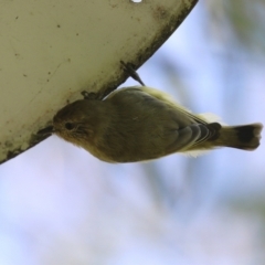 Acanthiza nana at Jerrabomberra, NSW - 21 Mar 2022