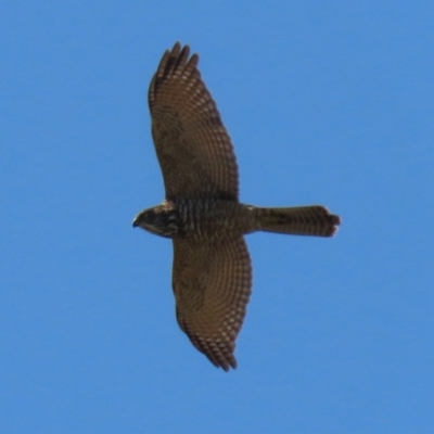 Accipiter fasciatus (Brown Goshawk) at QPRC LGA - 21 Mar 2022 by RodDeb