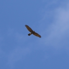 Accipiter fasciatus at Jerrabomberra, NSW - 21 Mar 2022
