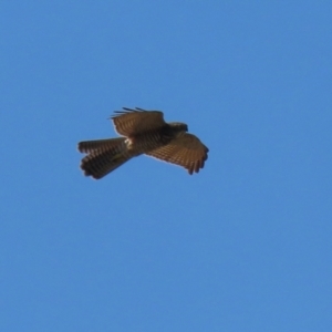 Accipiter fasciatus at Jerrabomberra, NSW - 21 Mar 2022