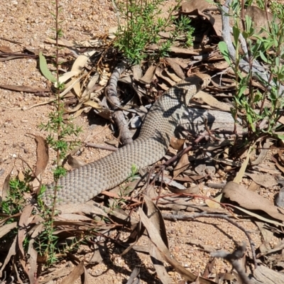 Pseudonaja textilis (Eastern Brown Snake) at Piney Ridge - 19 Mar 2022 by RobG1
