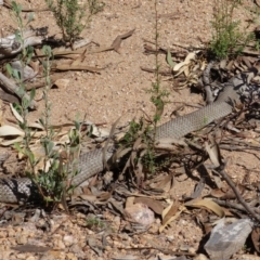 Pseudonaja textilis at Molonglo Valley, ACT - 19 Mar 2022 02:40 PM