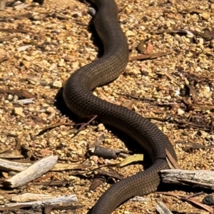 Pseudonaja textilis at Molonglo Valley, ACT - 19 Mar 2022 02:40 PM