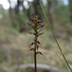 Corunastylis clivicola (Rufous midge orchid) at Molonglo Valley, ACT - 19 Mar 2022 by RobG1