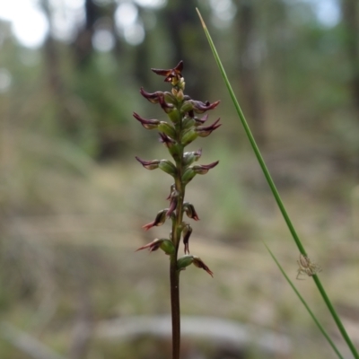 Corunastylis clivicola (Rufous midge orchid) at Piney Ridge - 19 Mar 2022 by RobG1