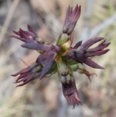Corunastylis clivicola at Molonglo Valley, ACT - 19 Mar 2022