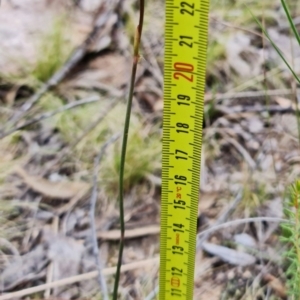 Corunastylis clivicola at Molonglo Valley, ACT - 19 Mar 2022