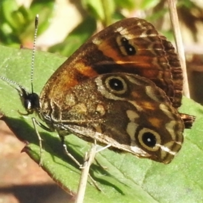 Oreixenica correae (Orange Alpine Xenica) at Cotter River, ACT - 21 Mar 2022 by JohnBundock