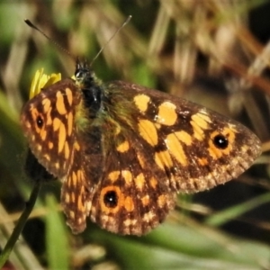 Oreixenica orichora at Cotter River, ACT - 21 Mar 2022