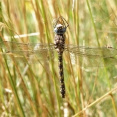 Austroaeschna flavomaculata (Alpine Darner) at Namadgi National Park - 21 Mar 2022 by JohnBundock