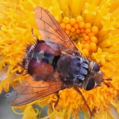 Chaetophthalmus sp. (genus) (A bristle fly) at Cotter River, ACT - 21 Mar 2022 by JohnBundock