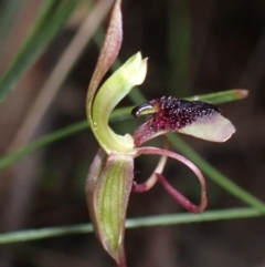 Chiloglottis curviclavia (A bird orchid) at Sassafras, NSW - 20 Mar 2022 by AnneG1