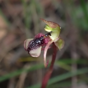 Chiloglottis curviclavia at Sassafras, NSW - 21 Mar 2022