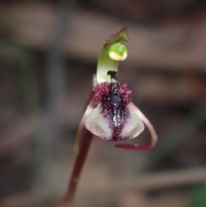 Chiloglottis curviclavia at Sassafras, NSW - 21 Mar 2022