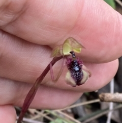 Chiloglottis curviclavia at Sassafras, NSW - 21 Mar 2022