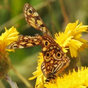 Oreixenica lathoniella at Cotter River, ACT - 21 Mar 2022