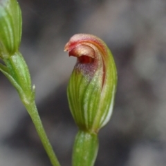 Speculantha furva (Swarthy tiny greenhood) at Sassafras, NSW - 21 Mar 2022 by AnneG1
