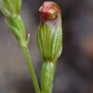 Pterostylis furva at Sassafras, NSW - 21 Mar 2022