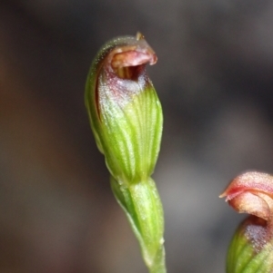 Pterostylis furva at Sassafras, NSW - 21 Mar 2022