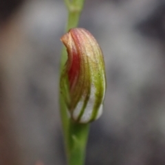 Speculantha furva at Sassafras, NSW - suppressed