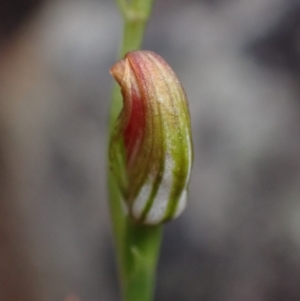 Speculantha furva at Sassafras, NSW - suppressed