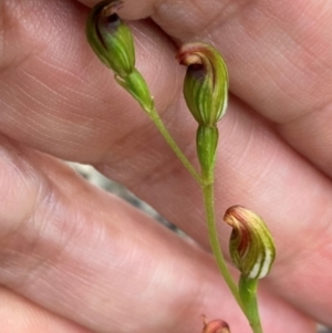 Speculantha furva at Sassafras, NSW - suppressed