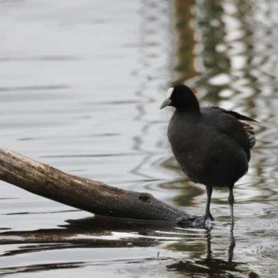 Fulica atra (Eurasian Coot) at Lake Ginninderra - 19 Mar 2022 by JimL