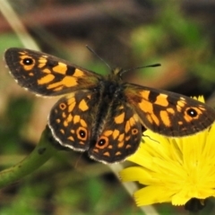 Oreixenica latialis (Small Alpine Xenica) at Cotter River, ACT - 21 Mar 2022 by JohnBundock