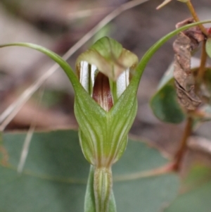 Pterostylis longipetala at Sassafras, NSW - suppressed