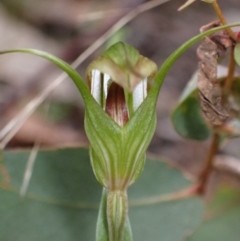 Pterostylis longipetala (Small Autumn-greenhood) at Sassafras, NSW - 21 Mar 2022 by AnneG1