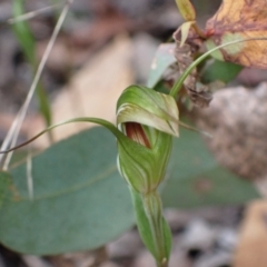 Pterostylis longipetala at Sassafras, NSW - suppressed