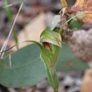 Pterostylis longipetala at Sassafras, NSW - suppressed