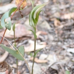 Pterostylis longipetala at Sassafras, NSW - suppressed