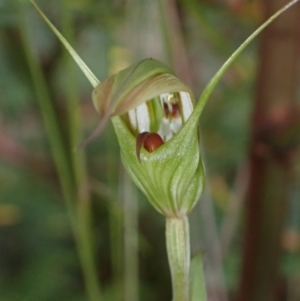 Pterostylis longipetala at Sassafras, NSW - suppressed