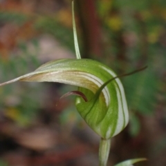 Pterostylis longipetala at Sassafras, NSW - suppressed