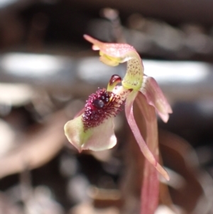 Chiloglottis sylvestris at Sassafras, NSW - 21 Mar 2022