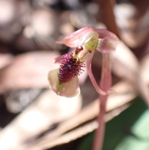 Chiloglottis sylvestris at Sassafras, NSW - 21 Mar 2022